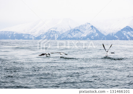 gulls under water of Pacific ocean in Avacha bay gulls under water of Pacific ocean in Avacha bay 131466101