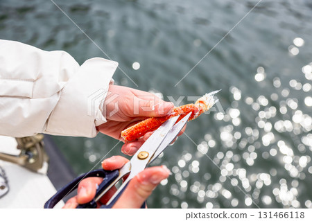 woman cuts leg of caught crab with scissors woman cuts leg of caught crab with scissors 131466118