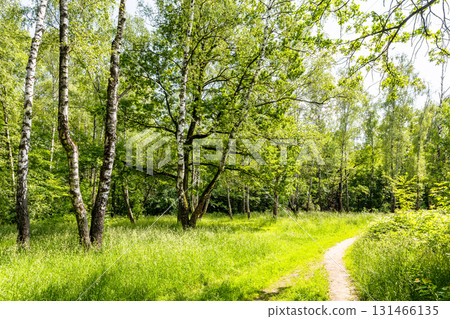old birch trees and path in forest of city park old birch trees and path in forest of city park 131466135