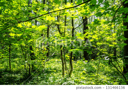 forest overgrown with green growth in city park 131466136