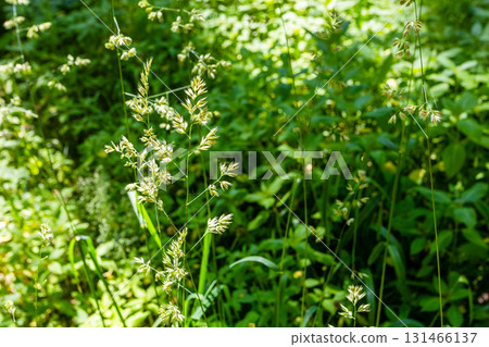 stalk of grass lit by sun close up in forest stalk of grass lit by sun close up in forest 131466137