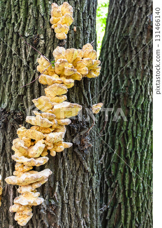 bracket fungus on tree trunk close up in summer bracket fungus on tree trunk close up in summer 131466140