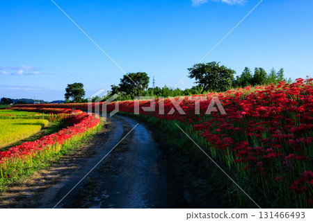 Cluster amaryllis of Oguchi Ota Cluster amaryllis of Oguchi Ota 131466493
