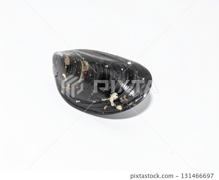 Image of mussels 131466697