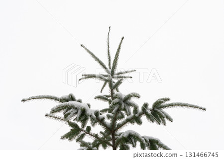 Minimal Winter Background With Lonely Snow Covered Fir Tree Minimal Winter Background With Lonely Snow Covered Fir Tree 131466745