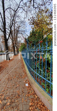 Autumn Strasbourg street with blue iron fence, leaves and red berries and brown leaves. Mobile photography, real phone snapshot 131466995