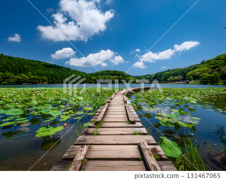 A quiet summer lakeside landscape with lotus leaves and blue skies, with a wooden walkway 131467065