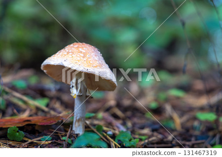 Toadstool in close-Up view in natural environment of autumn forest. Toadstool in close-Up view in natural environment of autumn forest. 131467319