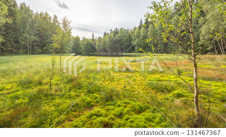 Landscape of Adrspach-Teplice Rocks area, in Hradec Kralove Region in the Czech Republic, Europe. A serene wetland, where vibrant green moss and tall grasses meet a backdrop of lush, green forest. 131467367