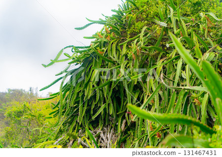 A bush of a fertile cactus. A bush of a fertile cactus. 131467431