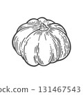Pumpkin line drawing illustration 131467543