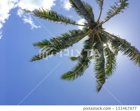 發光在藍天的棕櫚樹 131467877