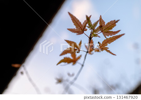 背光楓葉和模糊的秋天天空(日式自然背景) 背光楓葉和模糊的秋天天空(日式自然背景) 131467920