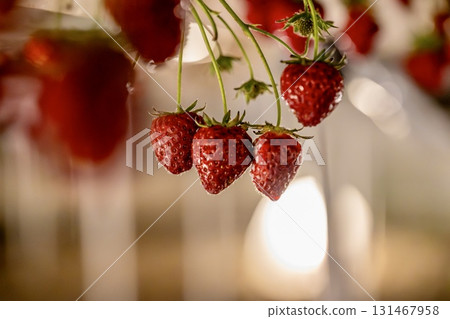 Beautifully ripe fresh strawberries 131467958