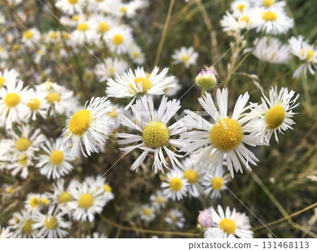 Field of daisies. Chamomile flowers in nature Field of daisies. Chamomile flowers in nature 131468113