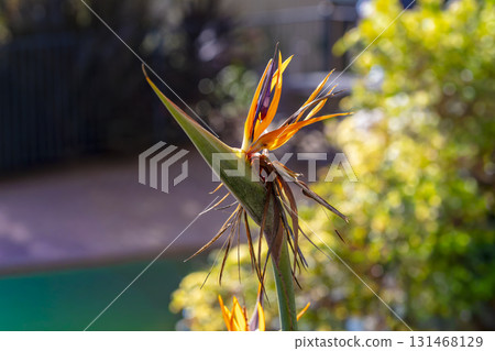 A Bird of Paradise Strelitzia flower in a domestic garden 131468129