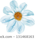 Blue daisy flower isolated on white background. Close-up. 131468163