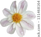 pink daisy flower isolated on white background with clipping path. 131468164