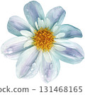 Blue daisy flower isolated on white background. Close-up. 131468165