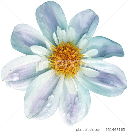 Blue daisy flower isolated on white background. Close-up. Blue daisy flower isolated on white background. Close-up. 131468165