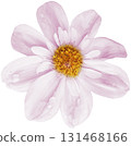pink daisy flower isolated on white background with clipping path. 131468166