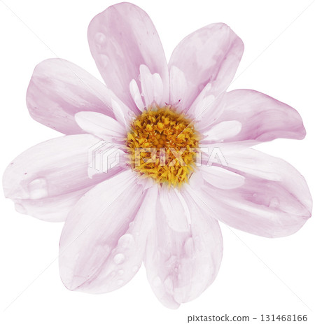 pink daisy flower isolated on white background with clipping path. pink daisy flower isolated on white background with clipping path. 131468166