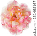 Pink and white rose isolated on white background. Clipping path included. 131468167