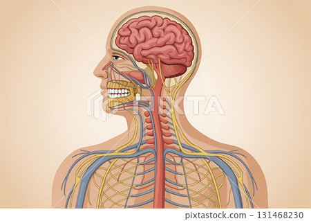 Side view of human anatomy showing nervous system and circulatory pathways in detailed educational diagram 131468230