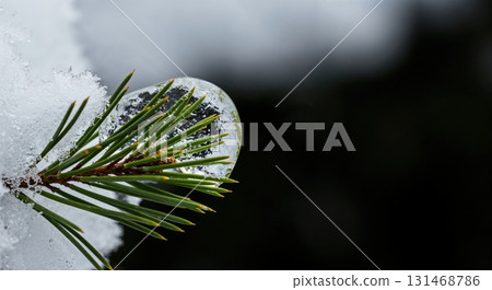 A detailed close-up shows a vibrant green pine branch partially covered in soft white snow and glistening clear ice, contrasting with a dark, blurred winter environment. 131468786
