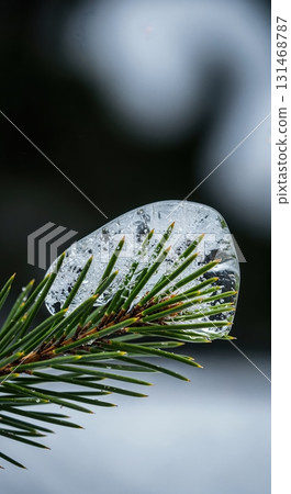 A close-up view of a vibrant green pine branch adorned with a glistening piece of clear ice, highlighting the intricate texture of the needles. A close-up view of a vibrant green pine branch adorned with a glistening piece of clear ice, highlighting the intricate texture of the needles. 131468787
