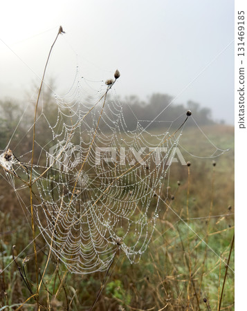 Dew covered spider web between dried flowers in a misty field at dawn Dew covered spider web between dried flowers in a misty field at dawn 131469185