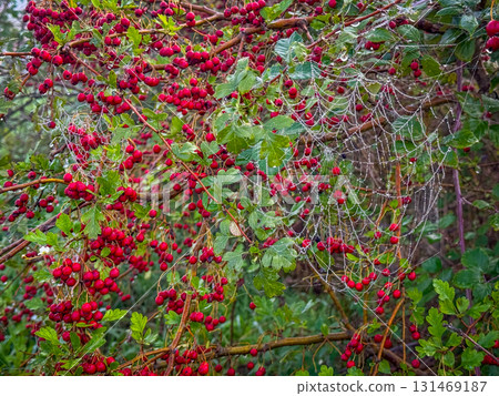 Spider web on vibrant red berry branches during a dewy morning 131469187
