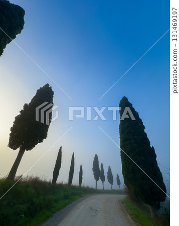 Misty countryside path lined with tall cypress trees at sunrise 131469197