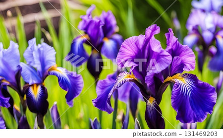Close-up of vibrant purple and blue iris flowers, featuring bold yellow centers and lush green foliage, perfect for spring, garden, or bright floral designs. AI Generated Close-up of vibrant purple and blue iris flowers, featuring bold yellow centers and lush green foliage, perfect for spring, garden, or bright floral designs. AI Generated 131469203