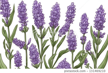 Detailed illustration of purple lavender, known for its fragrant essential oil that positively affects the mind, reducing anxiety and stress effectively. AI Generated 131469210