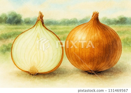 洋蔥橫截面和整個洋蔥水彩插圖 131469567