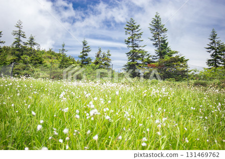 尾瀨止佛山的棉草花田（群馬縣水上町、利根郡片品村） 131469762