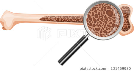 Bone structure shown through a magnifying glass reveals trabecular bone inside the organ. Bone structure shown through a magnifying glass reveals trabecular bone inside the organ. 131469980