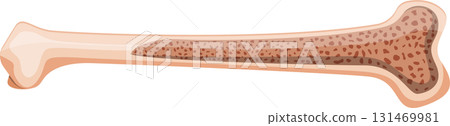 Anatomical representation of a long bone, showcasing its compact and spongy bone structure. Anatomical representation of a long bone, showcasing its compact and spongy bone structure. 131469981