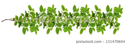 Green twigs with fresh leaves in a line floral arrangement isolated on white background Green twigs with fresh leaves in a line floral arrangement isolated on white background 131470604