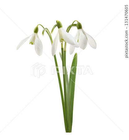 Small bouquet of snowdrop flowers isolated on white background Small bouquet of snowdrop flowers isolated on white background 131470605