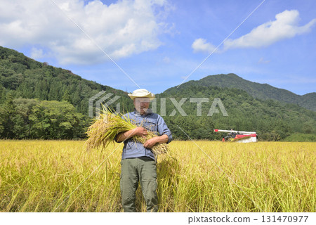 Old man's new rice harvest 131470977