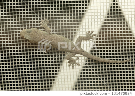 Yamori Yamori 131470984