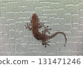 A gecko stuck to the glass A gecko stuck to the glass 131471246