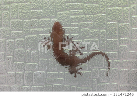 A gecko stuck to the glass A gecko stuck to the glass 131471246