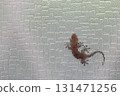 A gecko stuck to the glass A gecko stuck to the glass 131471256