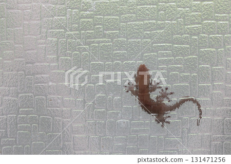 A gecko stuck to the glass A gecko stuck to the glass 131471256