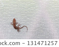 A gecko stuck to the glass A gecko stuck to the glass 131471257