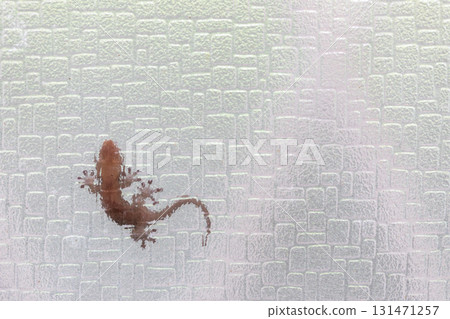 A gecko stuck to the glass 131471257