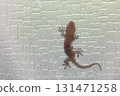 A gecko stuck to the glass A gecko stuck to the glass 131471258